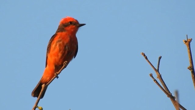 Ateş Renkli Sinekkapan (rubinus) - ML200945171