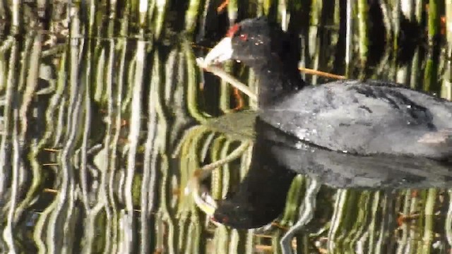 Foulque ardoisée - ML200945331