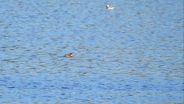 Titicaca Grebe - ML200945361