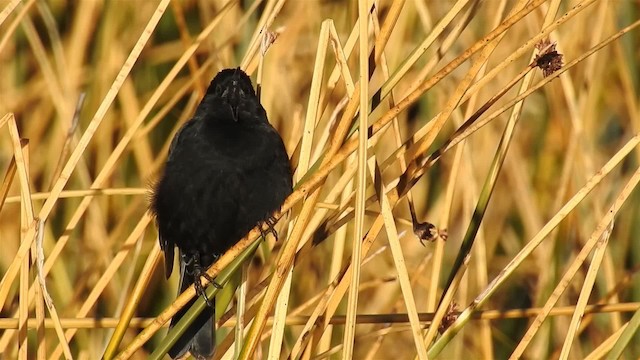 Yellow-winged Blackbird - ML200945421