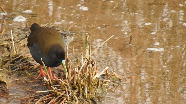 Plumbeous Rail - ML200945431
