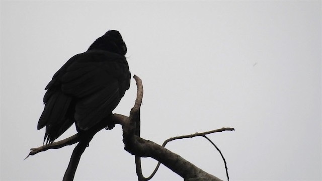Амазонская зонтичная птица - ML200945471