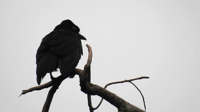 Амазонская зонтичная птица - ML200945481