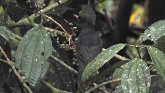 Andean Slaty Thrush - ML200945551