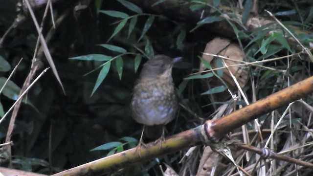 Andean Slaty Thrush - ML200945561