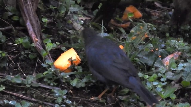 Andean Slaty Thrush - ML200945571