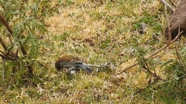 Band-tailed Seedeater - ML200945591