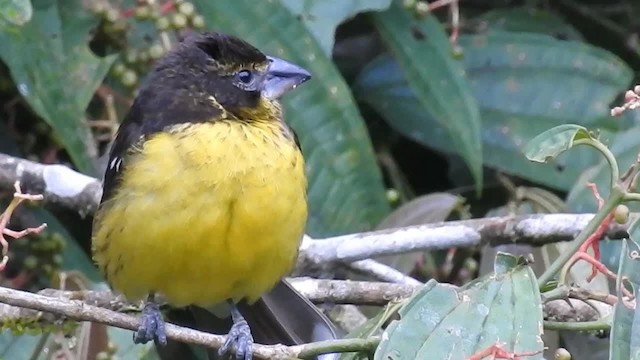 Black-backed Grosbeak (Yellow-rumped) - ML200945601