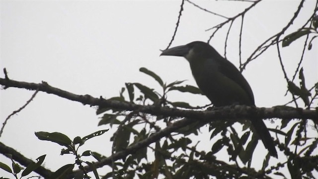 Tucanete Pechiazul - ML200945691