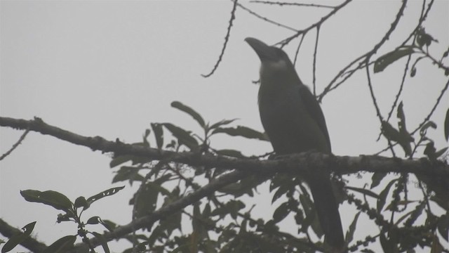 Tucanete Pechiazul - ML200945701