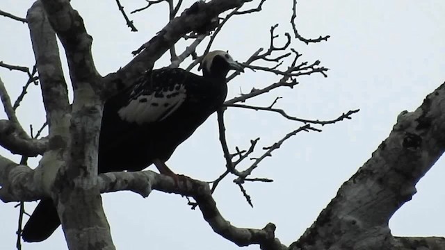 Blue-throated Piping-Guan - ML200945751