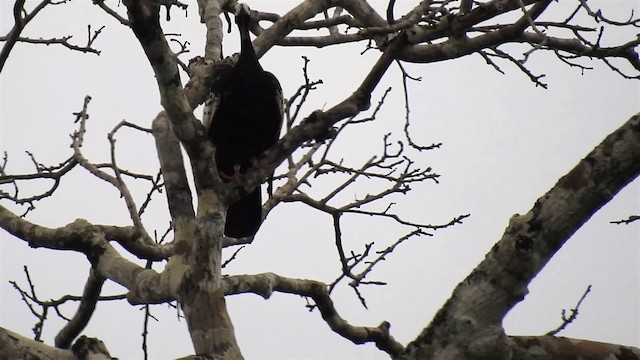 Blue-throated Piping-Guan - ML200945761