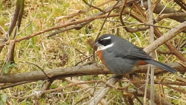 Chestnut-breasted Mountain Finch - ML200945781