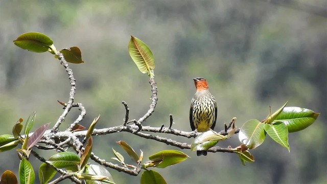 Cotinga à tête rousse - ML200945811