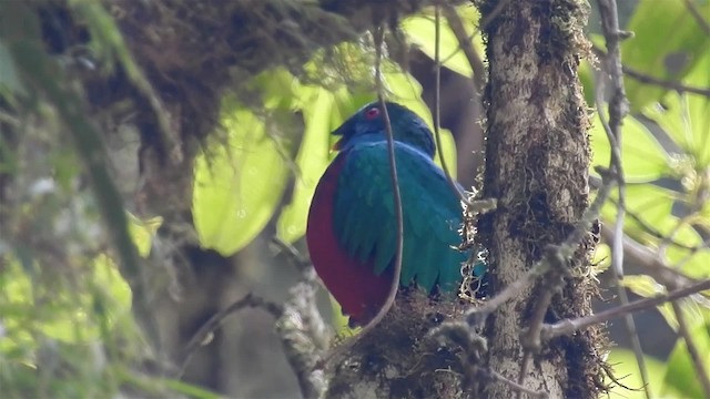 Crested Quetzal - ML200945851