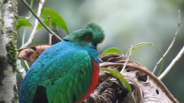 Crested Quetzal - ML200945861