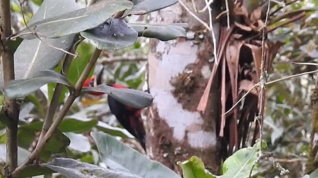 Crimson-bellied Woodpecker (Crimson-bellied) - ML200945901