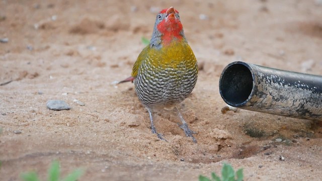 Green-winged Pytilia - ML200945931