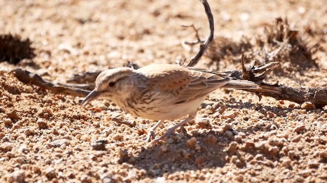 Karoo Long-billed Lark (Karoo) - ML200945961