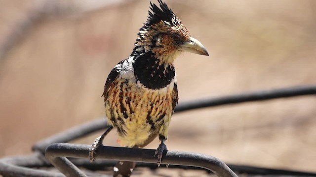 Haubenbartvogel - ML200945971