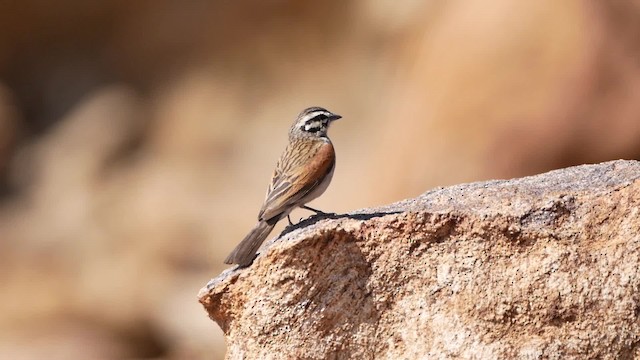 Cape Bunting - ML200945981