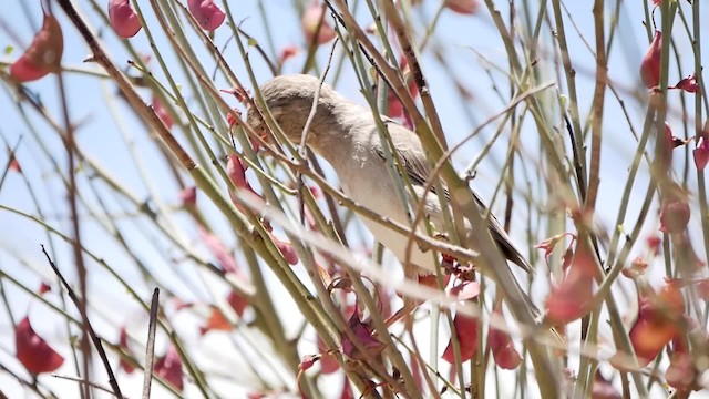 White-throated Canary - ML200946001