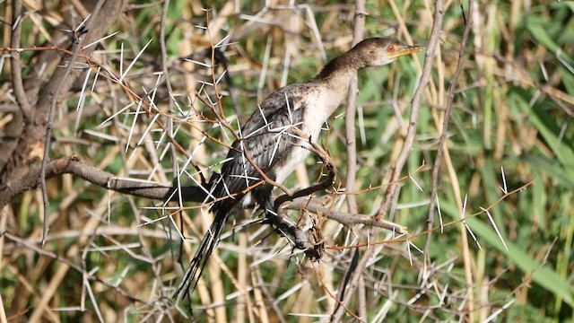 Long-tailed Cormorant - ML200946011