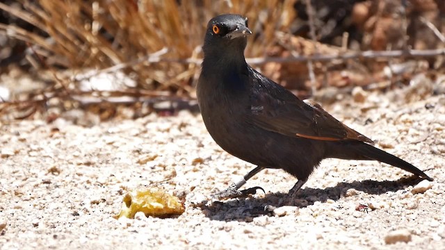 Pale-winged Starling - ML200946021