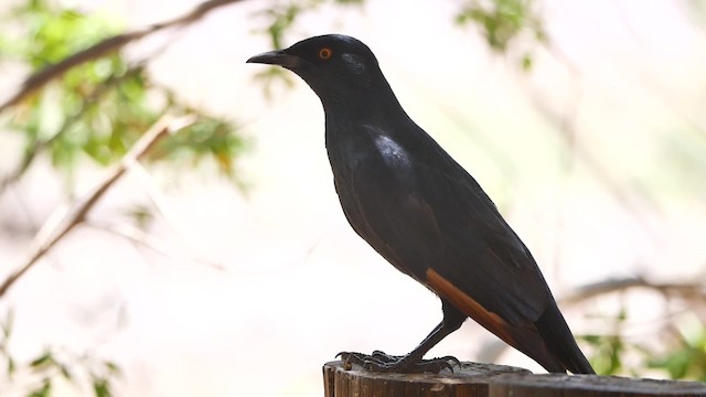 Pale-winged Starling - ML200946031