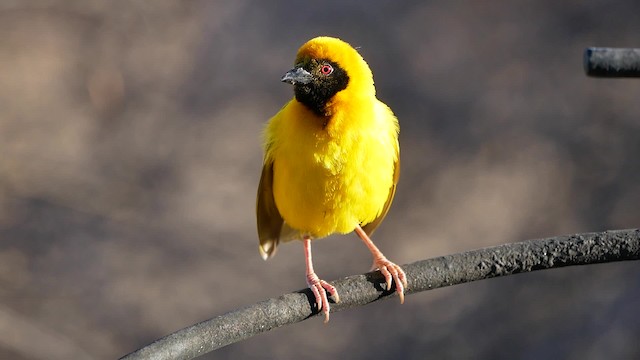 Southern Masked-Weaver - ML200946041