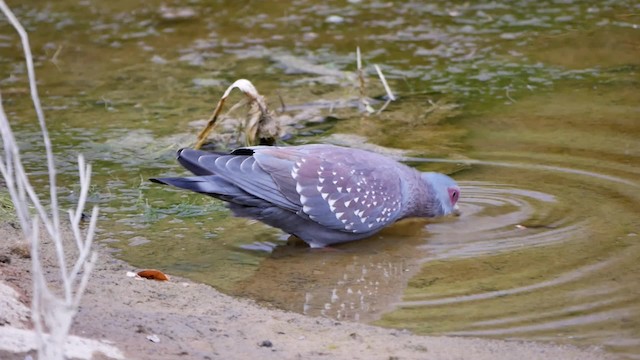 Speckled Pigeon - ML200946051