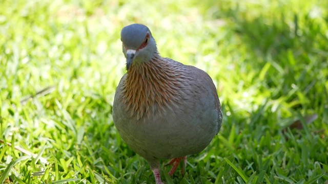 Speckled Pigeon - ML200946061