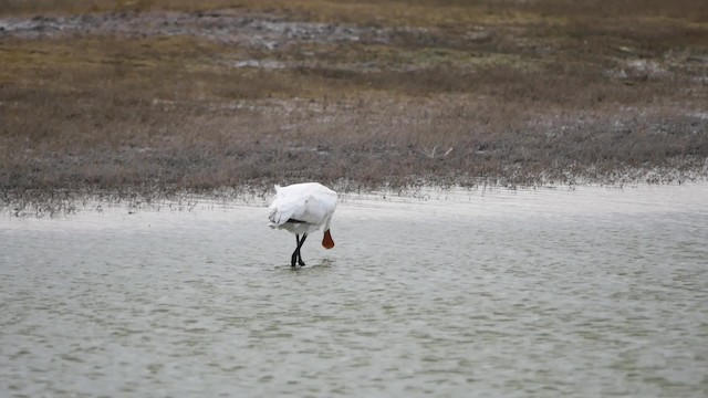 Eurasian Spoonbill - ML200946101