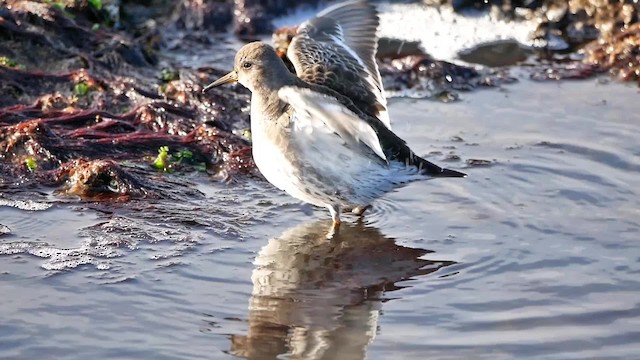 Purple Sandpiper - ML200946111