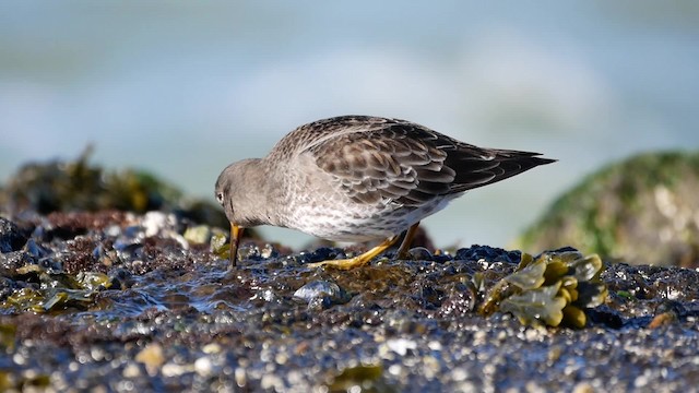 Purple Sandpiper - ML200946121