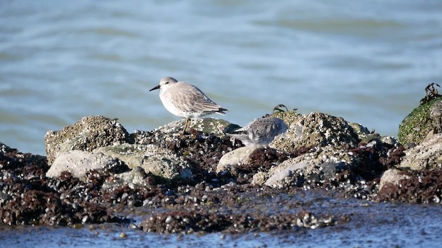 Red Knot - ML200946141