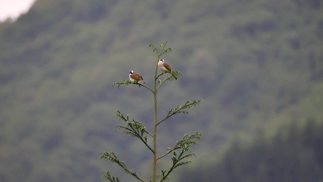 Chinabülbül (sinensis) - ML200946271