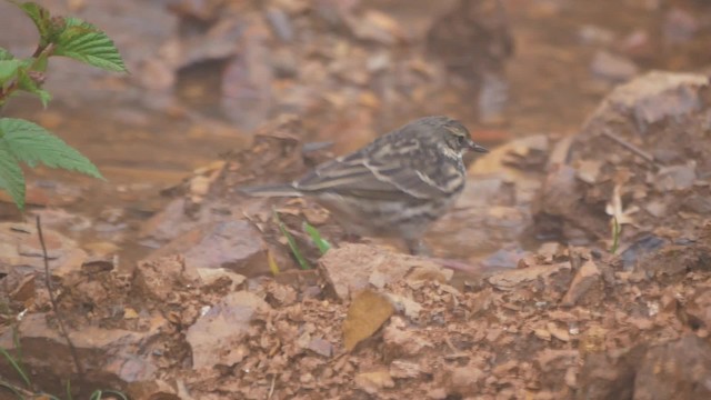 ウスベニタヒバリ - ML200946341