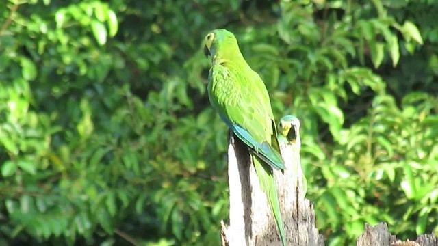 Red-bellied Macaw - ML200946351