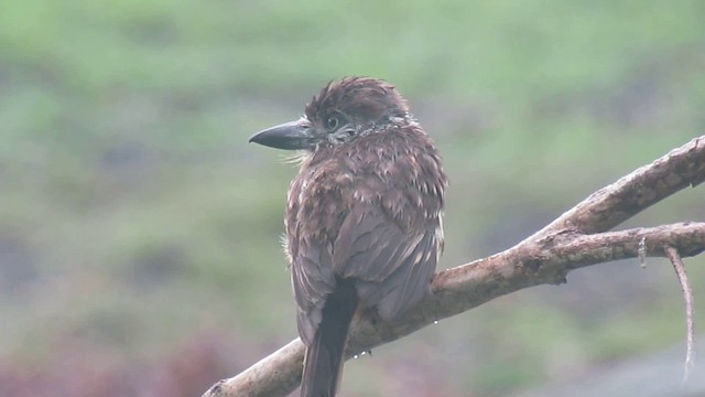 Two-banded Puffbird - ML200946401