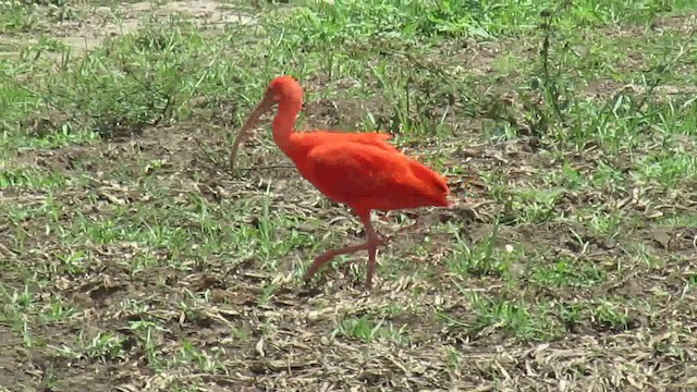 Scarlet Ibis - ML200946411