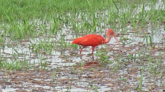 Scarlet Ibis - ML200946421