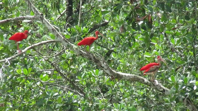 Scarlet Ibis - ML200946431