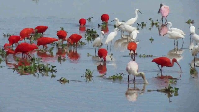 Ibis Escarlata - ML200946441