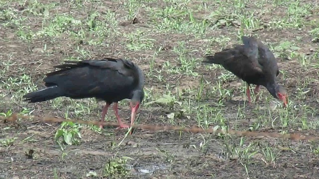 Ibis à queue pointue - ML200946471