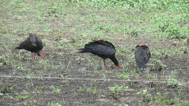 Sharp-tailed Ibis - ML200946481