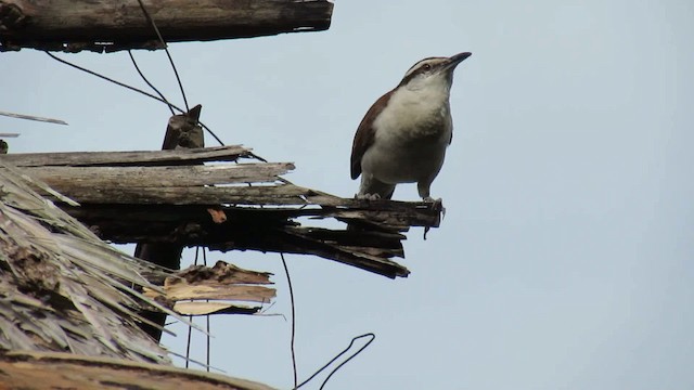 Bicolored Wren - ML200946491