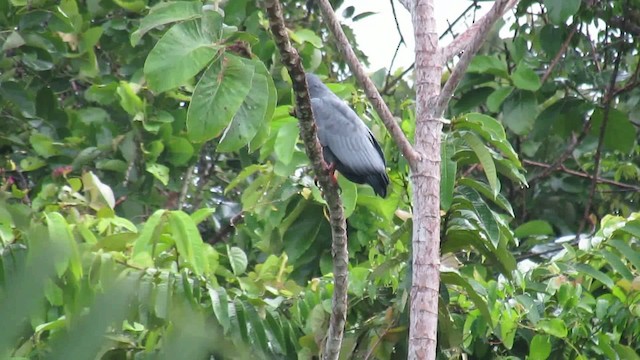 Slender-billed Kite - ML200946501