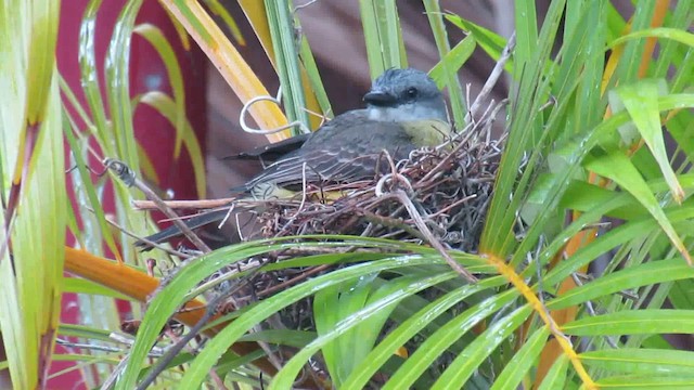 Tropical Kingbird - ML200946511