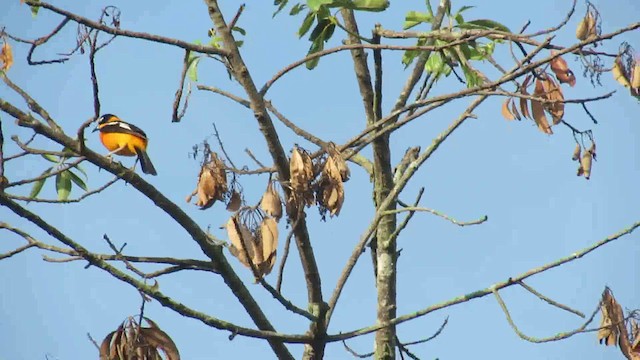 Venezuelan Troupial - ML200946521